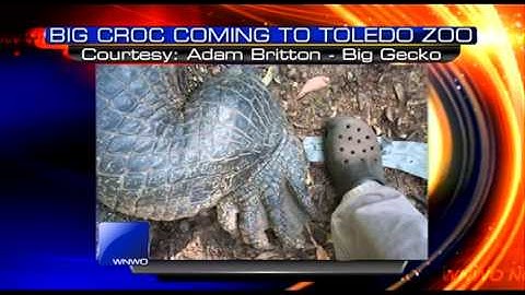 Monster croc heading to the Toledo Zoo