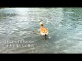 川で突然足場を失い、焦りながらも自分が泳げることを知った柴犬【4K】