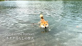 A Shiba Inu who suddenly lost his balance in a river and learned to swim in a hurry [4K]