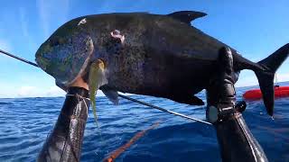 Hawaii Spearfishing | Run For Cover