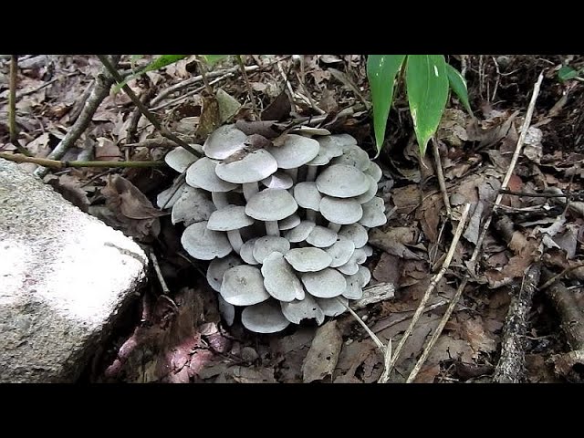 つきのこページ 2025年秋のきのこ シャカシメジ他4種 - YouTube