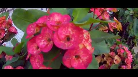 Video test || Gitup Git2