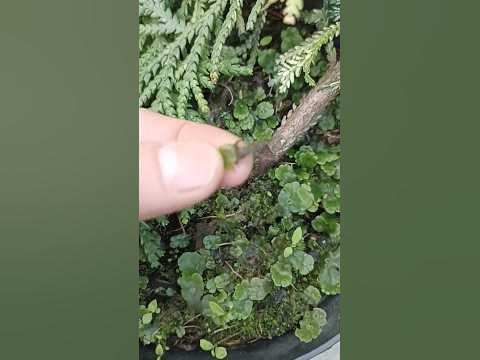 что это за трава паразит? по моим ощущениям она питается соком других ...