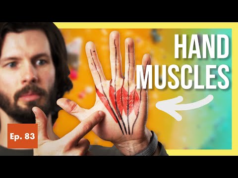 Lumbricals: STRANGE but Important HAND MUSCLES for Climbers (Anatomy, Injuries, Rehab, and more)
