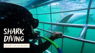Are there any Great White Sharks left in False Bay? Cage Diving South Africa