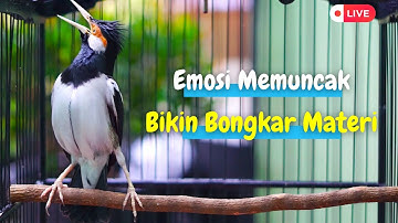 Pancingan Jalak Suren Biar Bongkar Isian! Solusi Jitu Bikin JU Emosi Langsung Mompa Bongkar Materi