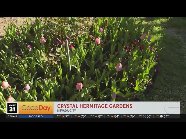 Tulip season at Crystal Hermitage Gardens class=