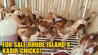 FOR SALE RHODE ISLAND X KABIR CHICKS!