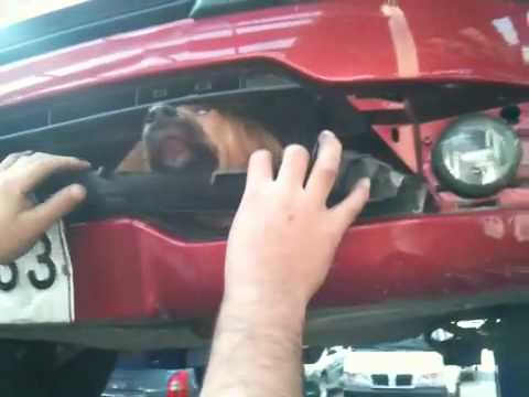 Rescate perrito en Citroen Antonio Varas