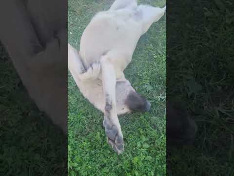 Вот она, счастливая жизнь🤣 сладкие потягушки #анталия #antalya #собака #dog #хорошеенастроение