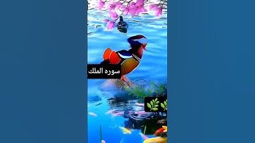 #سورة_الملك #القرآن_الكريم #راحة_نفسية #قرآن_كريم #سبحان_الله #قران_كريم #قران كريم #تلاوه #هادئه 🌿🌿