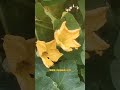 25 蜜蜂的群体 你知道工蜂是干什么的吗 三农 蜜蜂养殖 蜜蜂 25 蜜蜂的群体 你知道工蜂是干什么的吗 三农 蜜蜂养殖 蜜蜂