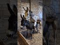 Rural Life Donkey Mating Rural Life Donkey Mating