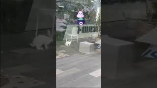 Очень странное кафе! 🤔 Забавные животные! Смешные видео про кошек! Прикольные коты! Котики!