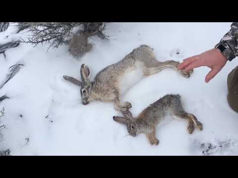 Basic Difference Between a Cottontail and a Jackrabbit