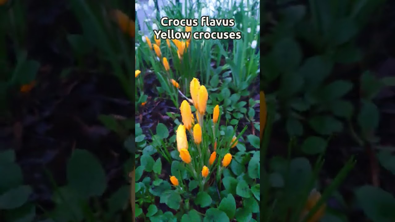 Crocus & Snowdrops: First Signs of Spring in South Yorkshire 🌱💛 | 11 February Nature Short
