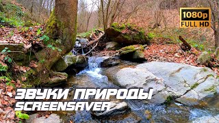 Живая Природа - Ручей В Лесу | Звуки Природы | Звуки Ручья | Шум Воды | Релаксация | Заставка  Тв