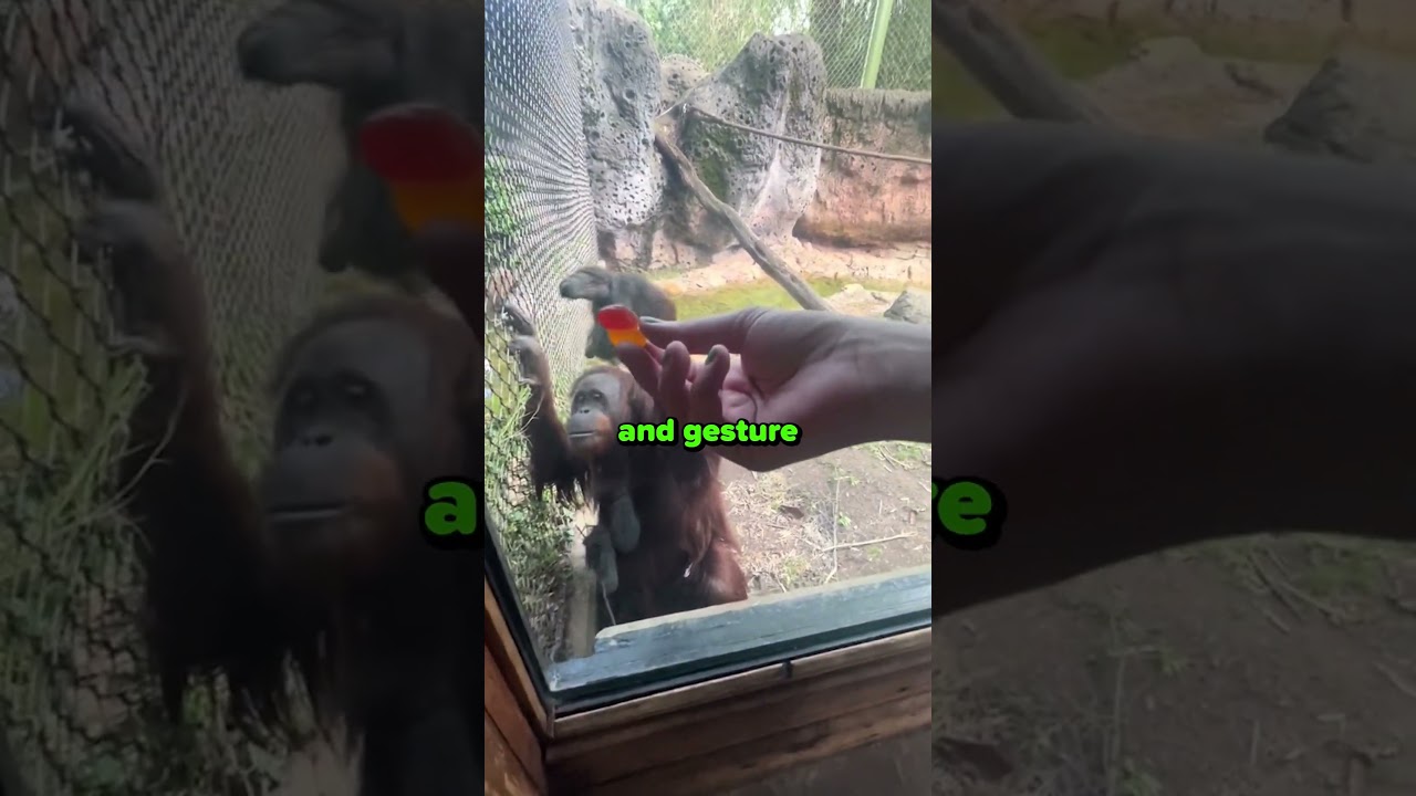 Smartest Chimp Ever 👏