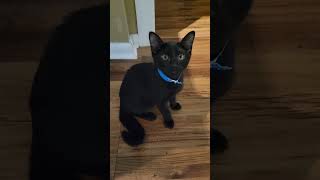 kittens are in full control of the house #kitten #kittenlife #cutekittenvideos