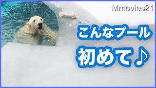 新春初割り！氷と雪に囲まれた世界【ホッキョクグマ】　カラスに投げとばす牛骨 Polar Bear & Ice & Snow
