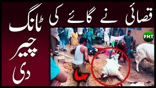 Beautiful White Cow Qurbani at Bakra Eid 2018 Eid ul Adha 2018 | Cows Qurbani Video at Eid al Azha
