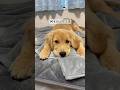 ぶりっ子の裏には…#dog #ゴールデンレトリバー #goldenretriever