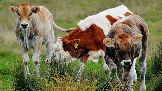 COWS GOING TO THE PASTURE COW SOUNDS COW VIDEO WITH MUSIC | Cow Video