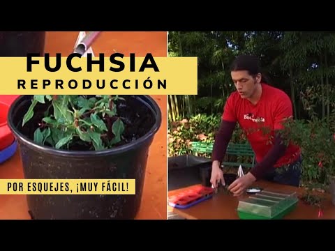 Vídeo: Propagació de fúcsies - Cultiu de fúcsies a partir d'esqueixos