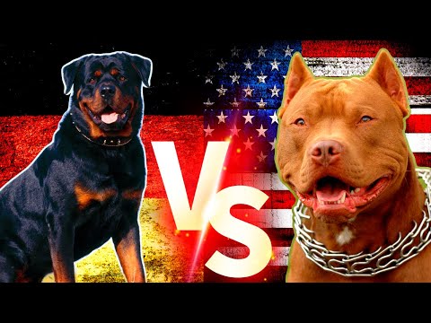 Pitbull Vs Rottweiler Köpekleri  #pitbull #rottweiler #köpek