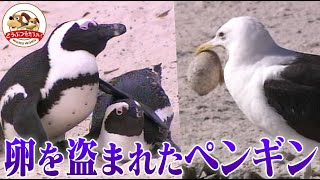 【修羅場】ペンギン夫婦の愛の巣に卵を盗むカモメが襲来プロポーズ、子育て、ご近所トラブルまで、ケープペンギンの繁殖地に密着【どうぶつ奇想天外WAKUWAKU】