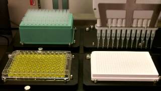 2µl transfer, 96 well plate to 3 quadrants of a 384 well plate.avi