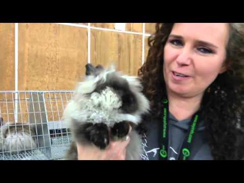 Video: Rabbit Breed Profile: Lionheads
