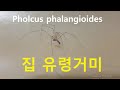 [밀리미터의 세계] 집유령거미 생태 (Pholcus phalangioides Ecology )