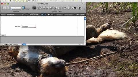 FileMaker Script Triggers And Paused Scripts