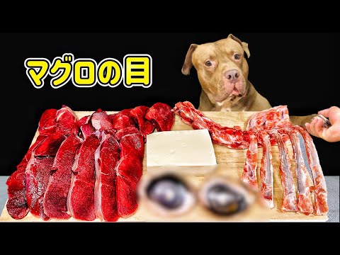 マグロの目玉を丸ごと豪快に噛み砕くピットブルの咀嚼音【閲覧注意ASMR】