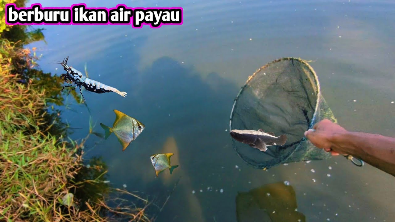 BERBURU IKAN AIR PAYAU 