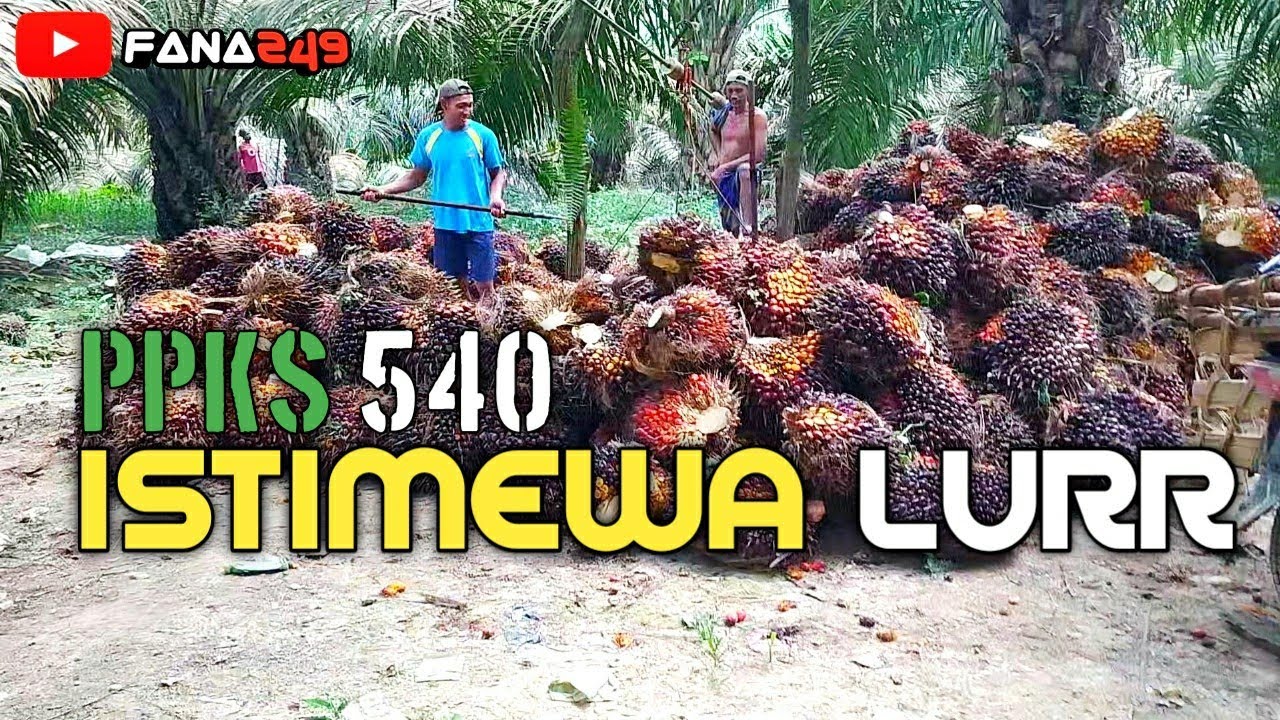 Sawit PPKS 540 2hektar kayak gini lurr