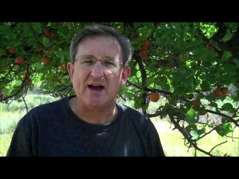 Vidéo: Apricot Harvest Time - Comment et quand cueillir des abricots