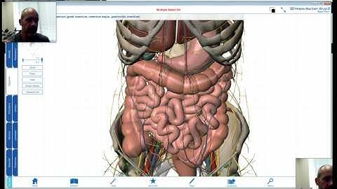 BIO 201 - UNIT 1 - VIDEO 8 - ABDOMINOPELVIC CAVITY II*