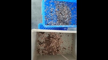 TAIHO OPTICAL METAL COLOR SORTER SORTING BIG SIZE COPPER  SCRAPS