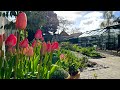 April garden tour i perennial garden