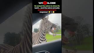 Zebra Shows Off Its Teeth 😂🦓