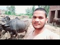 My dairy farm buffalo | Village Boy vlog in Pakistan | Vlog Adnan Ali