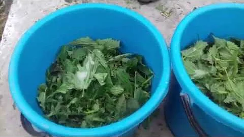 Удобрение из крапивы для помидор