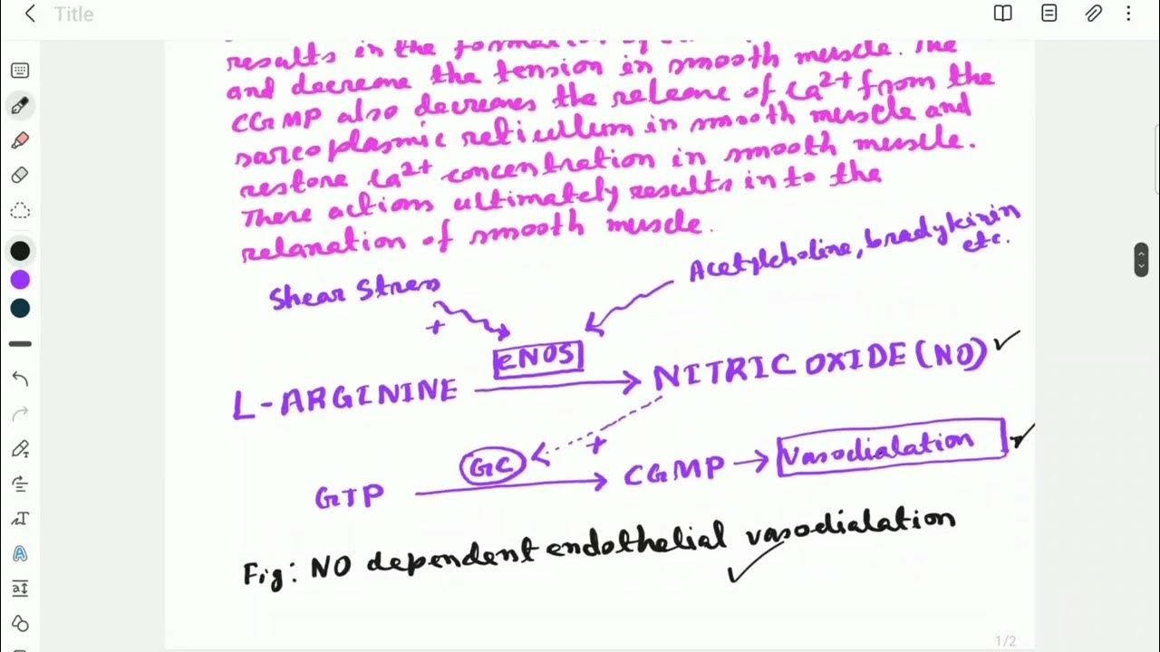 "NO" DEPENDENT VASODILATION... YouTube