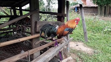 Qaib dib qaib qus pom 3 qua zoo tiag2 li 6/6/2020