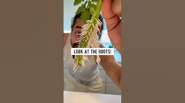 How to Clone Tomatoes | creative explained