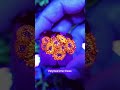 Palythoa Utter Chaos Coral
