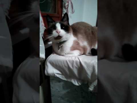 Video: Lopa E Cat Cat Snowshoe Hipoalergjikisht, Shëndeti Dhe Jeta