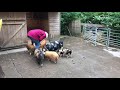 UK import 2018  Meeting our pigs